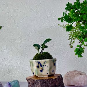 盆栽,小品盆栽,ミニ盆栽,山野草,山野草盆栽の画像