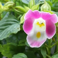 トレニア,朝顔,いちご,トレニアリング♡,トレニアリングの輪○の画像