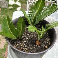 ソテツの画像