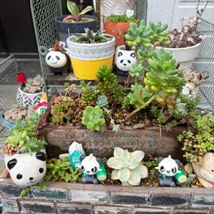 多肉植物,多肉女子,パンダの日,つぶつぶの日,I love the Earth.の画像