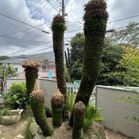 ソテツの画像