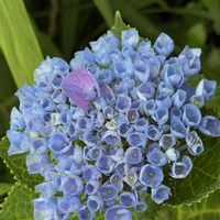 ガクアジサイ,額紫陽花(ガクアジサイ),紫陽花(金平糖),紫色の紫陽花,足柄ふれあい公園の紫陽花の画像