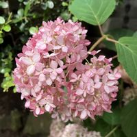 アナベル,ピンクのアナベル,ピンクのアナベル,ピンクのアナベル,ピンクのアナベルの画像