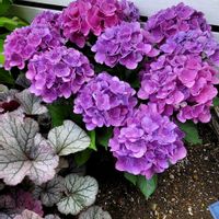 地植え,かわいいな♡,大好きなお花,成長が楽しみ,ひとめぼれ♡の画像