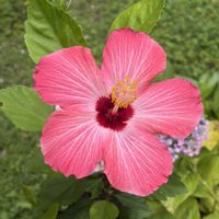 ハイビスカス,ハイビスカス,花のある暮らし,みどりのある暮らし,おうち園芸の画像