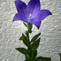桔梗,桔梗,鉢植え,碧い軌跡,北陸頑張って♡♡♡の画像