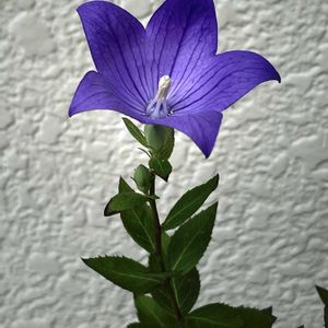 桔梗,桔梗,鉢植え,碧い軌跡,北陸頑張って♡♡♡の画像