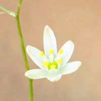 オーニソガラム,オーニソガラム トルツオスム,鉢植え,球根植物,花のある暮らしの画像