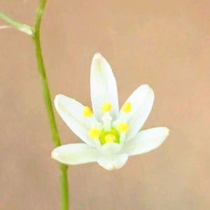 オーニソガラム,オーニソガラム トルツオスム,鉢植え,球根植物,花のある暮らしの画像