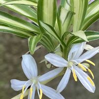 オリズルラン,鉢植え,花のある暮らし,緑のある暮らし,おうち園芸の画像