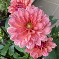 ダリア,ガーデニング,夏の花,花のある暮らし,お花は癒しの画像