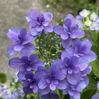 鉢植え,紫陽花 アジサイ あじさい,花が好き,2のつく日は斑入りの日,庭の画像