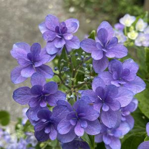 鉢植え,紫陽花 アジサイ あじさい,花が好き,2のつく日は斑入りの日,庭の画像