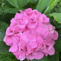 紫陽花 アジサイ あじさい,花のある暮らし,緑のある暮らし,多肉植物のある暮らし,小さな庭の画像