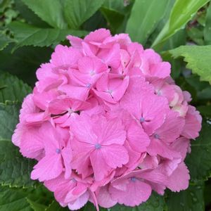 紫陽花 アジサイ あじさい,花のある暮らし,緑のある暮らし,多肉植物のある暮らし,小さな庭の画像