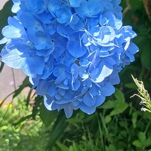 花のある暮らし,植物のある暮らし,おうち園芸,ジョグ友募集,小さな庭の画像