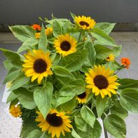 ヒマワリ,マリーゴールド,花のある暮らし,癒される♡,花と緑のある暮らしの画像