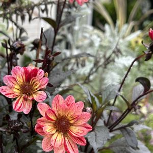 プチダリア,銅葉プチダリア『フレディ』,植物のある暮らし,ニュアンスカラー,花友さんに感謝の画像