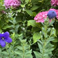 エキナセア,エキナセア,エキナセア,紫陽花,桔梗の画像