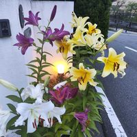ユリ,玄関アプローチの画像