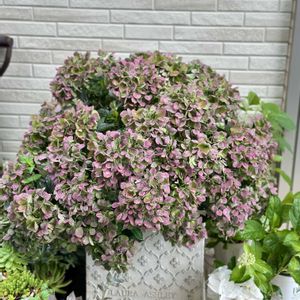 アジサイ,紫陽花,ラグランジア クリスタルヴェール2,ラグランジアクリスタルヴェール2,紫陽花 アジサイ あじさいの画像