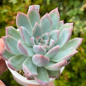 ウェディングベル,多肉植物,多肉のある暮らし,多肉女子,ミックスベリアの画像