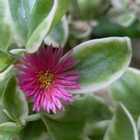 花木,植木鉢,花いろいろ,バラと夢CLUB,おうち園芸の画像