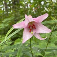 ササユリ,但馬高原植物園の画像
