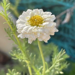 八重咲きカモミール,花のある暮らし,緑のある暮らし,今日のお花,お庭のお花の画像