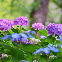 アジサイ,かわいいな♡,今日の一枚,花のある暮らし,植中毒の画像