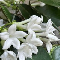 マダガスカル　ジャスミン,自宅のガーデン,沖縄に咲く花,玄関アプローチの画像