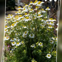 カモミール,鉢植え,可愛い〜♡,花のある暮らし,白いお花の画像