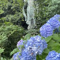 アジサイ,お寺,季節の花,季節を楽しむ,アジサイフェア 2026 フォトコンテストの画像