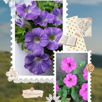 ペチュニア,ペチュニア,可愛い〜♡,キュンキュン乙女倶楽部,ピンクワールドへ ようこその画像