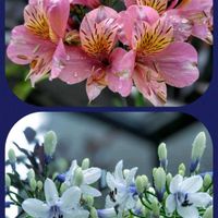 アガパンサス,アガパンサス,アルストロメリア,アルストロメリア,花のある暮らし♡の画像
