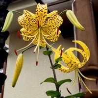 ユリ,コンテナガーデン,キュンキュン乙女倶楽部,黄色いお花大好き協会,幸せの黄色いお花の画像
