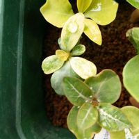アデニウム,アデニウム,塊根植物,成長記録,実生苗の画像