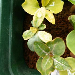 アデニウム,アデニウム,塊根植物,成長記録,実生苗の画像