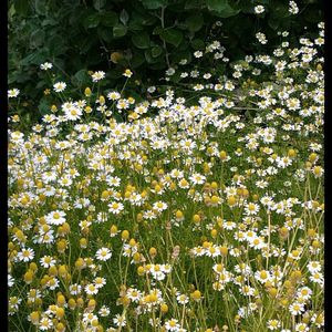 カモミール,ハイビスカス,ハイビスカス,まだまだ初心者,花のある暮らしの画像