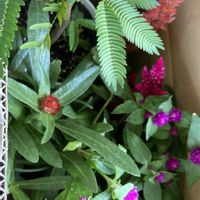 センニチコウ,エバーフレッシュ,エバーフレッシュ,千日紅ちなつの画像