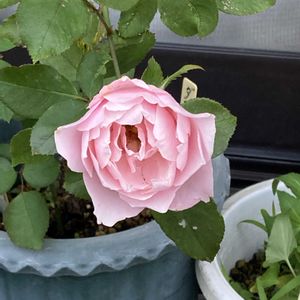 マイブーム,花のある暮らし,大好き♡︎ʾʾ,挿し木から成長,薔薇愛の画像