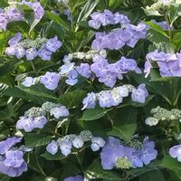 紫陽花,タチアオイ,タチアオイ,花散歩,花のある暮らし♡の画像