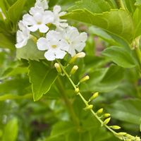 サボテン,デュランタ,デュランタ,ゴーヤの花,デュランタ白花の画像