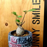 ガジュマル,☆りん☆のガジュマル,多肉植物,塊根植物,可愛いの画像