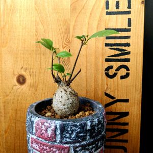 ガジュマル,☆りん☆のガジュマル,多肉植物,塊根植物,可愛いの画像