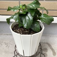 アフロディーテ,ハイビスカス NEWロングライフシリーズ,植え替え,スリットオアシスの画像