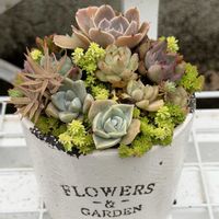 多肉植物,葉挿し,寄植えの画像