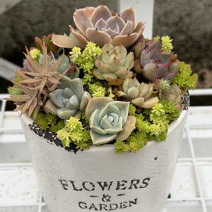 多肉植物,葉挿し,寄植えの画像