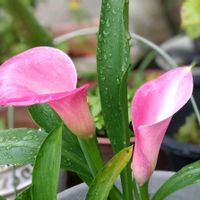 カラー,ユリ,可愛い,ピンクの花,好きな色の画像