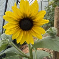 紫陽花,サンフィニティ,ひまわり,ハイドランヂア,GS  楽しみましょうの画像